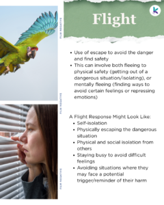 Text reads: Use of escape to avoid the danger and find safety. This can involve both fleeing to physical safety (getting out of a dangerous situation/isolating), or mentally fleeing (finding ways to avoid certain feelings or repressing emotions). A Flight Response Might Look Like: Self-isolation, physically escaping the dangerous situation, physical and social isolation from others, staying busy to avoid difficult feelings, avoiding situations where they may face a potential trigger/reminder of their harm. On the left side of the page there is a photo of a flying parrot in the top corner, and below is a photo of a femme-presenting person peering out of blinds and looking nervous.