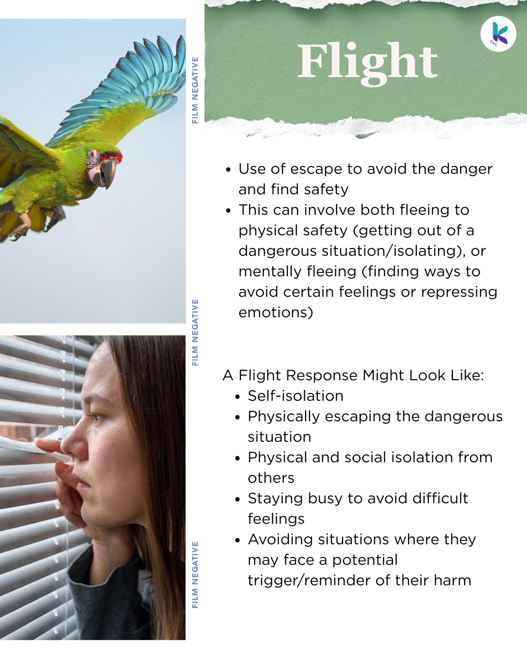 Text reads: Use of escape to avoid the danger and find safety. This can involve both fleeing to physical safety (getting out of a dangerous situation/isolating), or mentally fleeing (finding ways to avoid certain feelings or repressing emotions). A Flight Response Might Look Like: Self-isolation, physically escaping the dangerous situation, physical and social isolation from others, staying busy to avoid difficult feelings, avoiding situations where they may face a potential trigger/reminder of their harm. On the left side of the page there is a photo of a flying parrot in the top corner, and below is a photo of a femme-presenting person peering out of blinds and looking nervous.